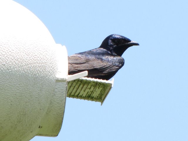 Purple Martins